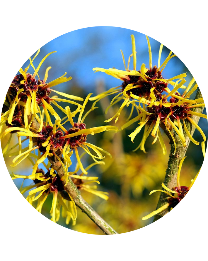 Witch Hazel