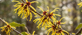 Witch Hazel